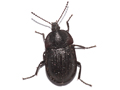 Phosphuga atrata